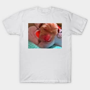 New Born Golden Retriever T-Shirt